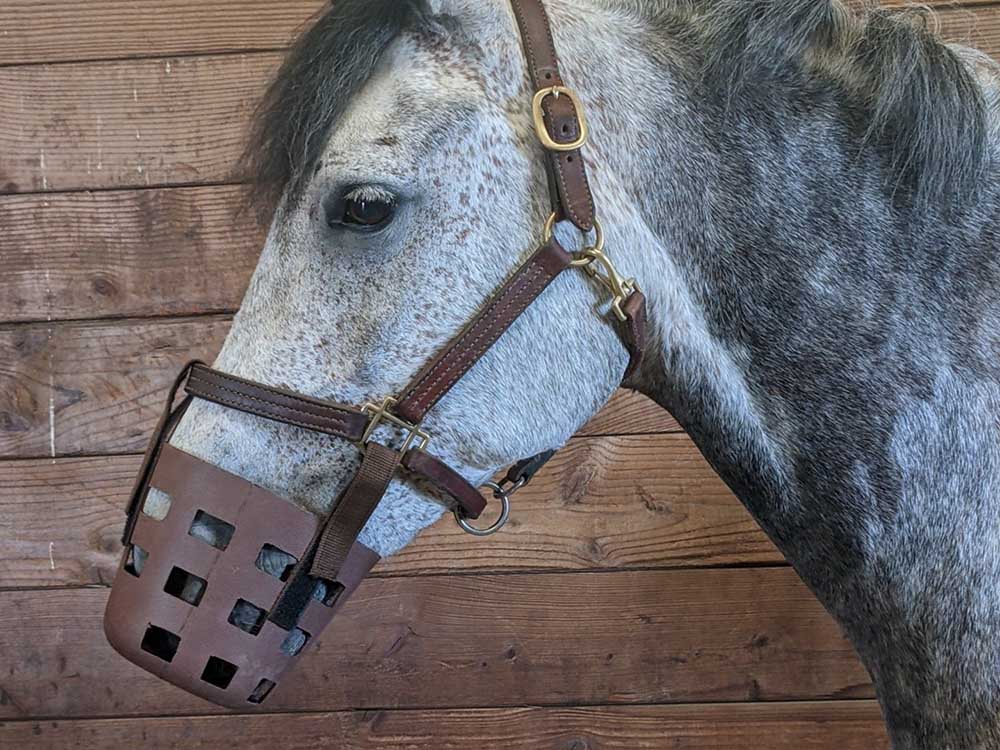 Grazing muzzle for clearance horse