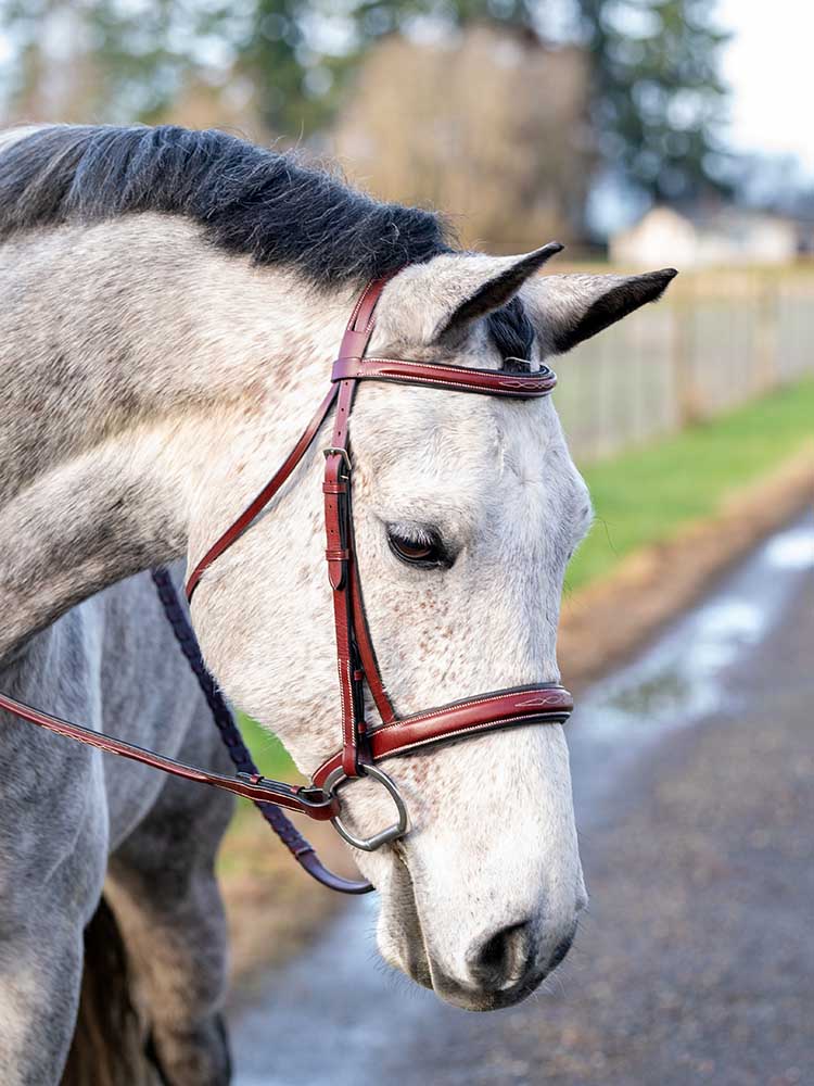 1 Spur Belt in Havana Bridle