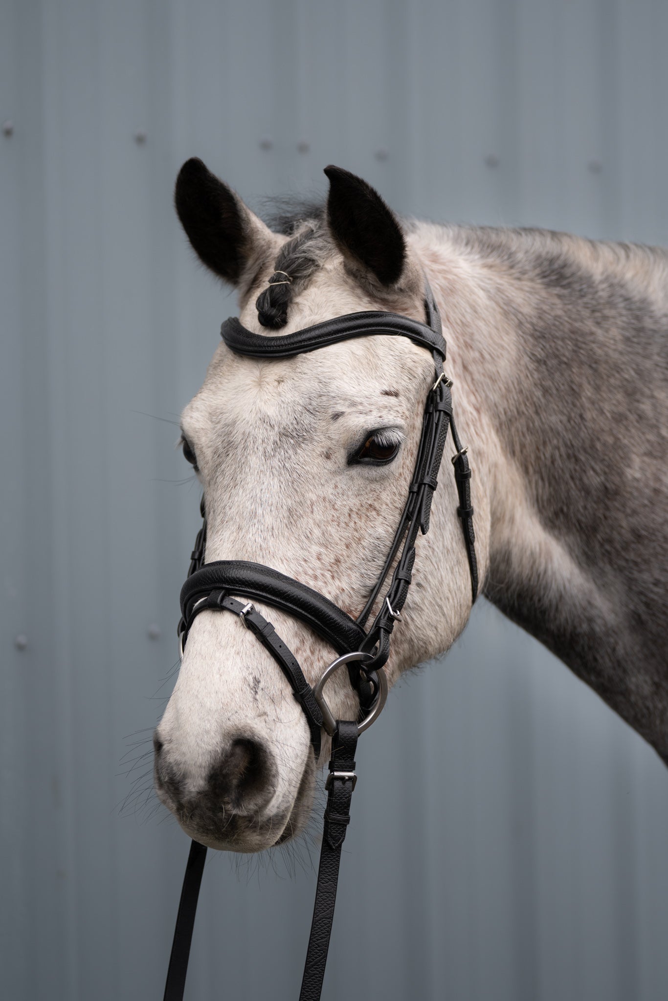 Why Use A Flash Noseband?