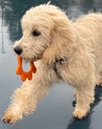 Teether Dog Toy