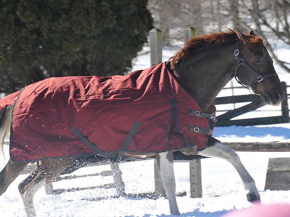 600D Turnout &amp; Stable Blanket