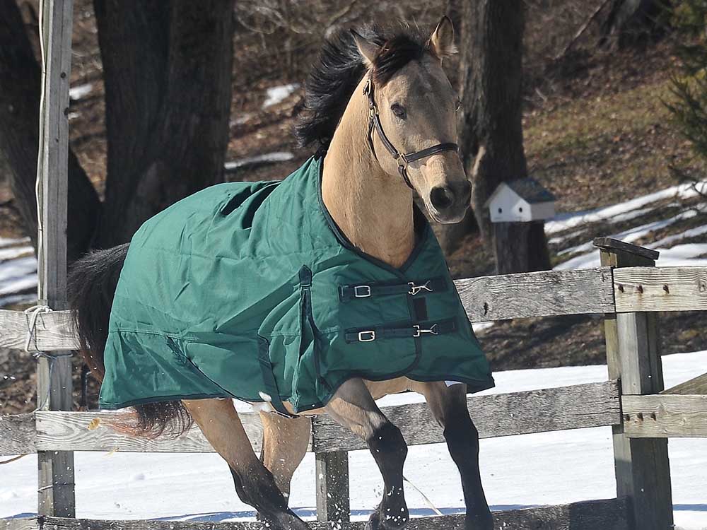 1200D Ripstop Turnout &amp; Stable Blanket