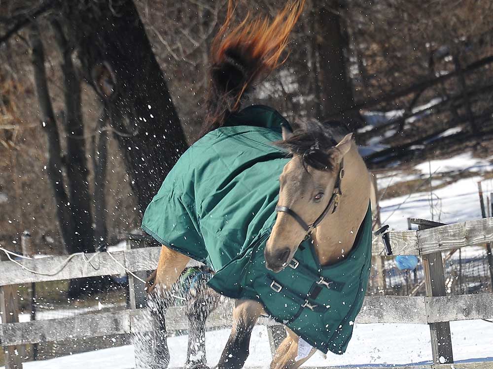 600D Turnout &amp; Stable Blanket