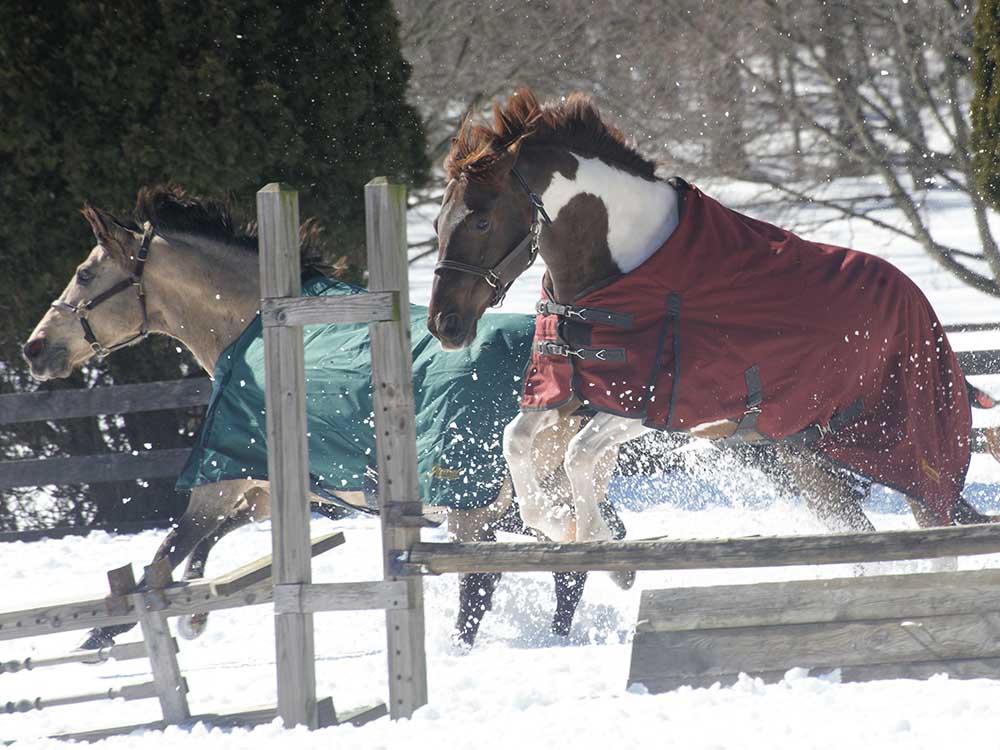 1200D Ripstop Turnout &amp; Stable Blanket