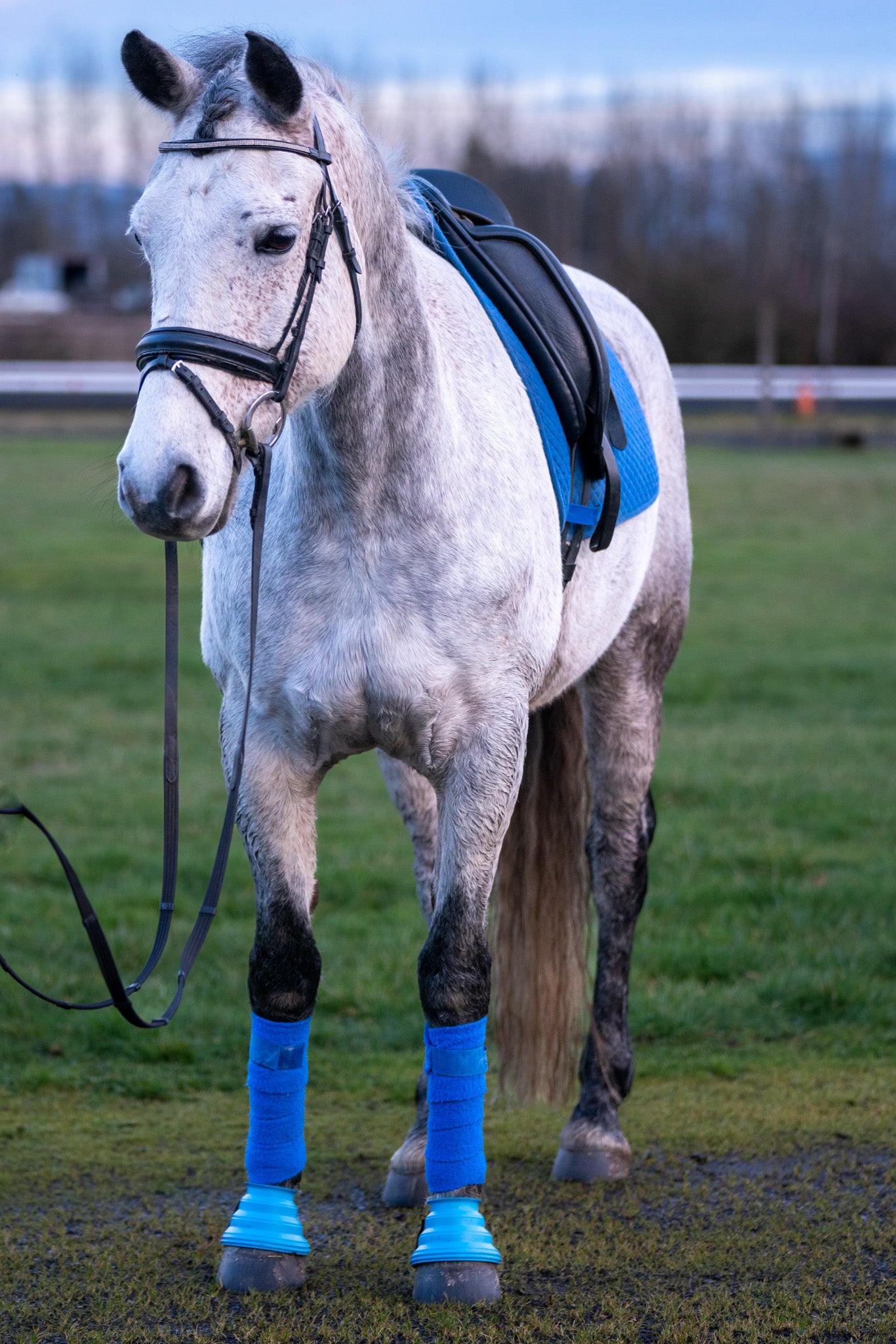 Horse Hoof Boots