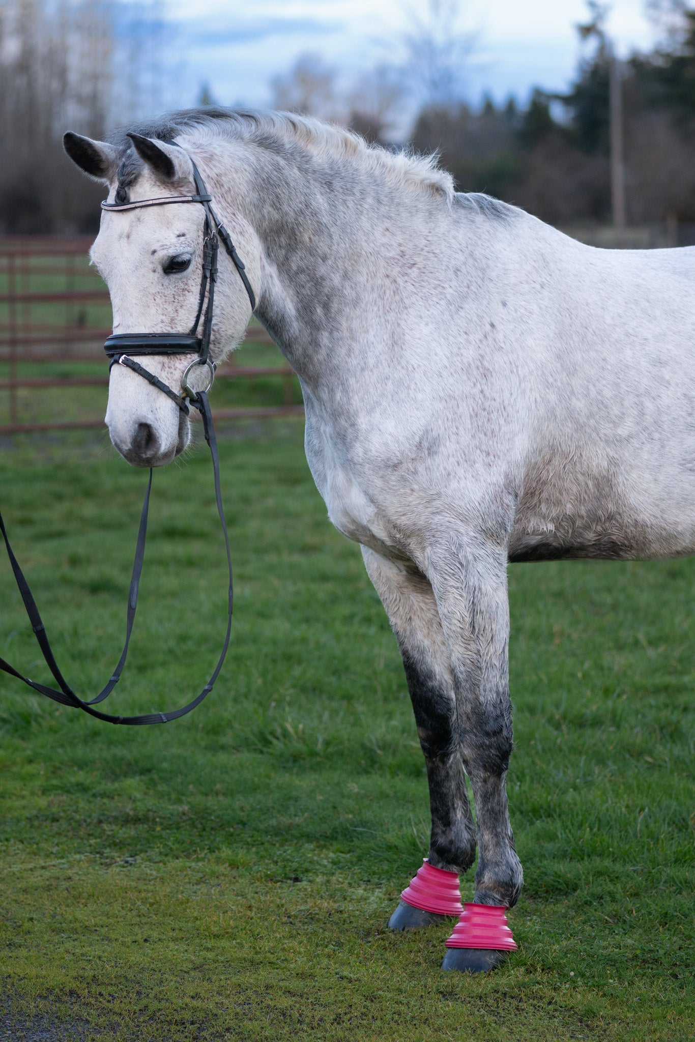 Bell Boots for horses